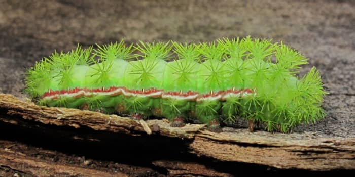 The Metamorphosis of the Extraordinarily Snake-Like Elephant Hawk-Moth  Caterpillar - Owlcation