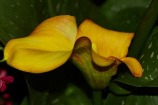 I love the simplicity of design of the Calla Lily and the graceful curves. I grew up thinking they only came in white; I have only seen orange lately.