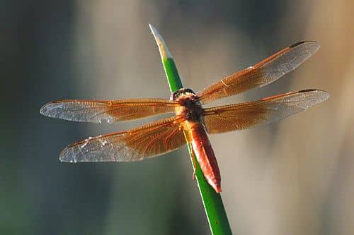 Flame Skimmer. Libellula saturata. I found this one in Sweetwater Wetlands, Arizona. They're common there.