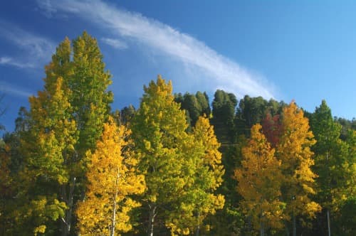 Fall colors. Mount Lemmon, Arizona.