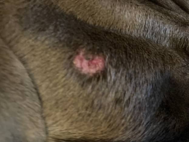 Hot spots on dogs often have a &quot;moist&quot; appearance. 
