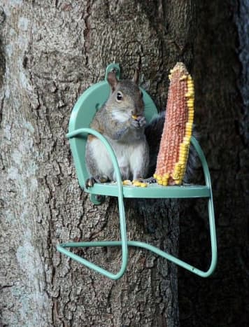 feeding-wild-squirrelstips-to-save-you-money