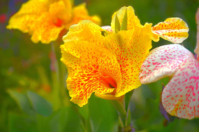 This orange-speckled yellow canna lily is known as the &quot;Golden Lucifer&quot; variety.