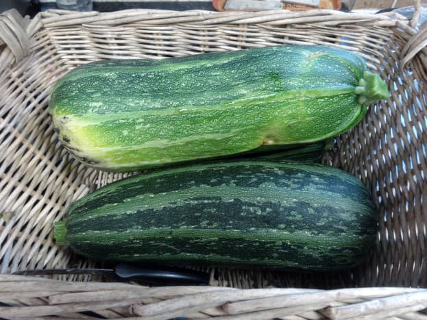 Marrows picked fresh from the garden