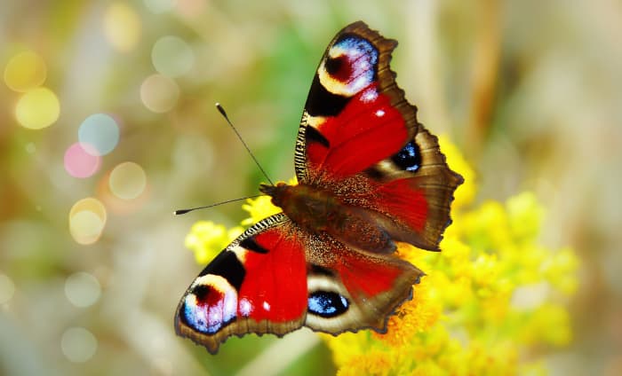 A Peacock Butterfly.