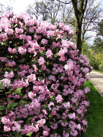 A rhododendron