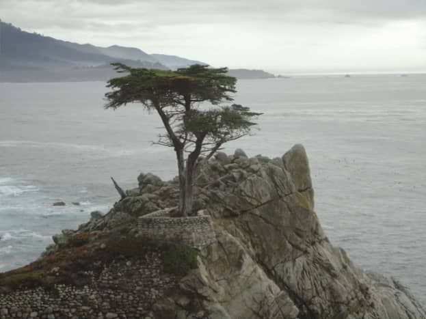 The Infamous Lone Cypress Tree