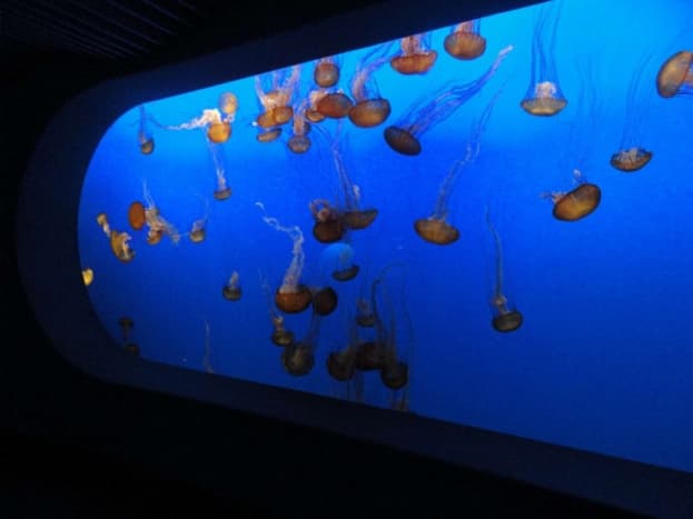 The Monterey Aquarium