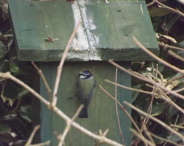 Blue Tit on the nest box