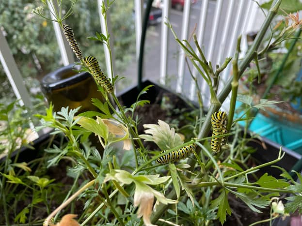 These black swallowtail butterflies are about halfway grown. They are feasting on a flat leaf parsley palnt. 