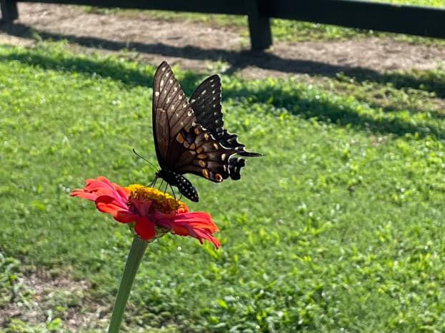 This is the adult butterfly. They are very large, several inches, and just magical to watch fly from flower to flower.