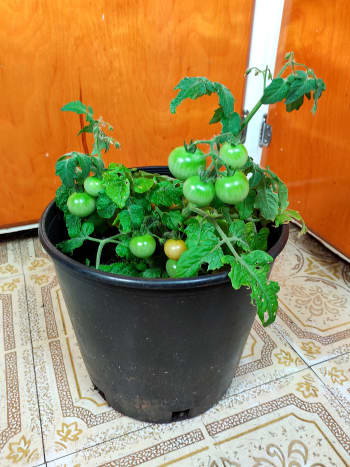 My test tomato plant