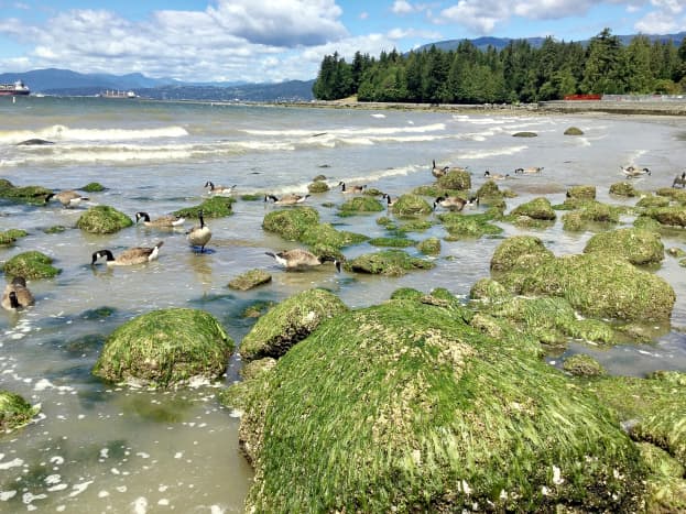 Magnolia Flowers and Glaucous-Winged Gulls in Stanley Park, BC -  WanderWisdom