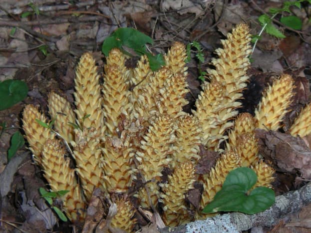 American cancer-root, also known as squawroot or bear corn, is a member of the family broomrape.