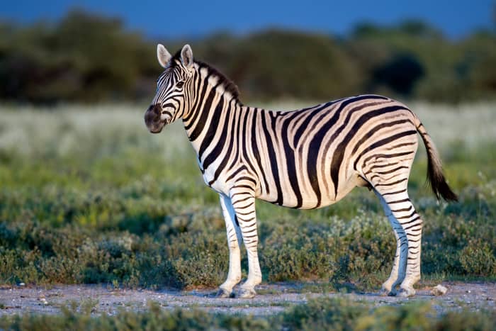 Plains zebra in Etosha National Park, Namibia