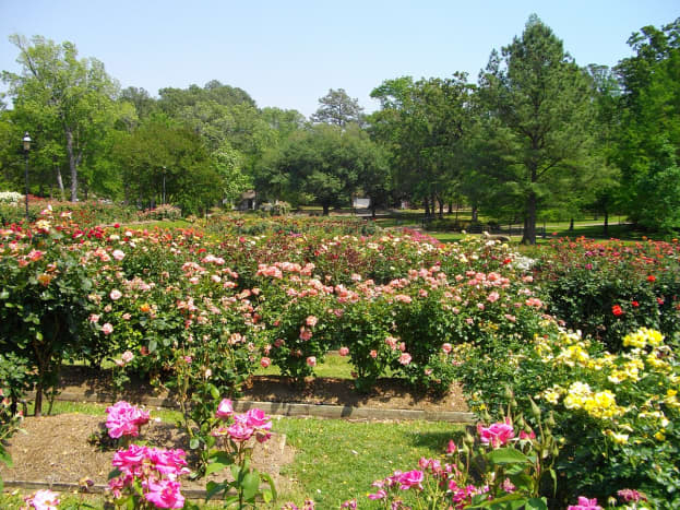 Tyler Rose Garden, in Tyler, Texas, United States