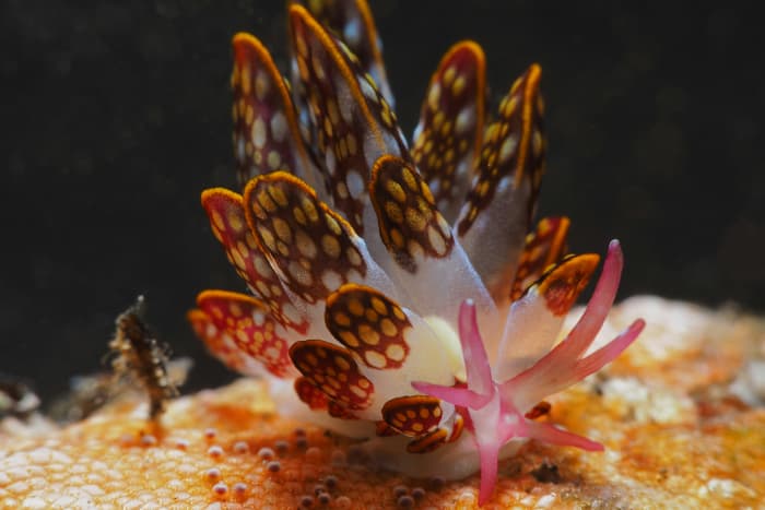 Cyerce kikutarobabai, a nudibranch