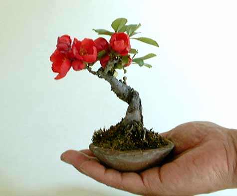 zelkova serrata bonsai care 25 main image 0