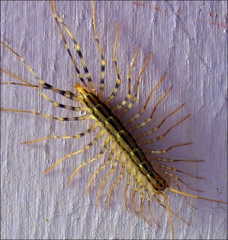 How to Kill House Centipedes - Dengarden