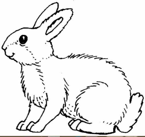 Backyard Animals and Nature Coloring Books Free Coloring Pages - HubPages