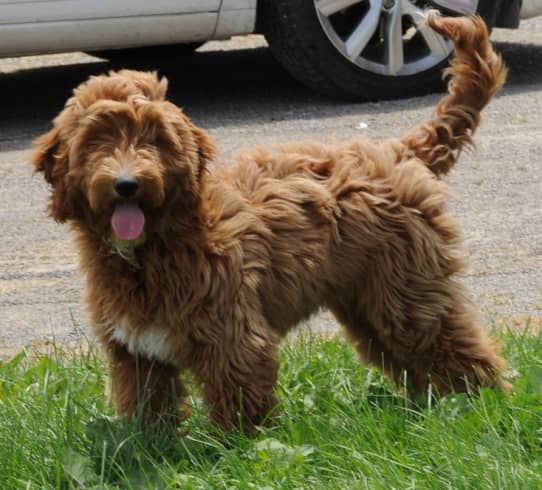 Top 10 Most Popular Cross-Breed Dogs - HubPages