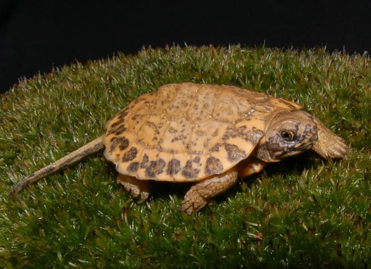 The North American Wood Turtle: Glyptemys insculpta, could be the most ...