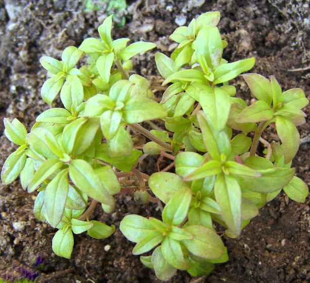 The Benefits of Culinary Healing Herbs Marjoram, Oregano, and Savory RemedyGrove