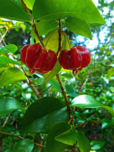 Tropical Taste Of Hawaii The Sublime Surinam Cherry Dengarden 7201