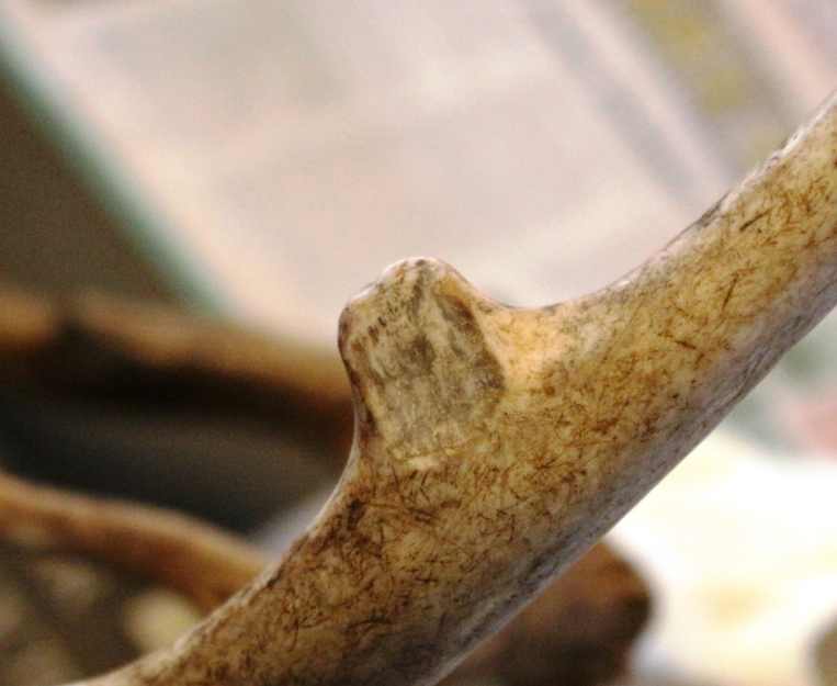 How to Repair Broken Antler Tines (StepbyStep Photo Guide) SkyAboveUs
