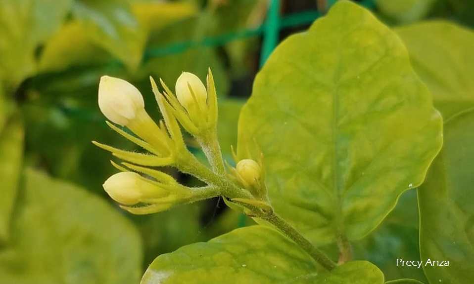 Jasminum Sambac Symbolism, Photos and the Legend of the National