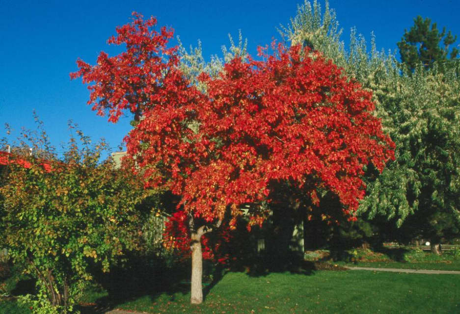 amur maple tree