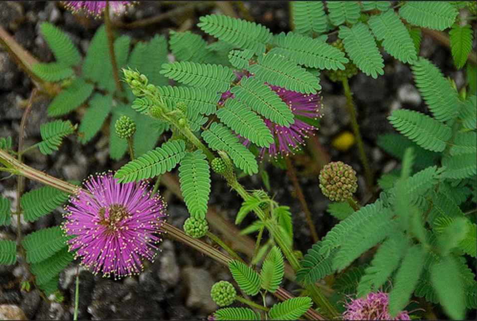 How to Grow or Remove Mimosa (Persian Silk) Trees Dengarden