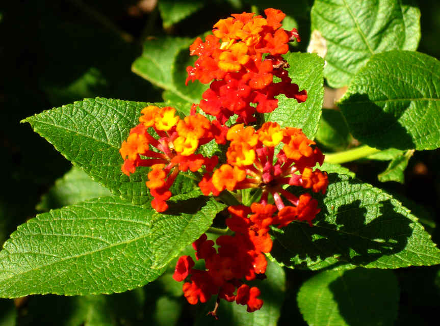 Pictures of Flowering Plants That Grow Well in My Houston Garden in October Dengarden