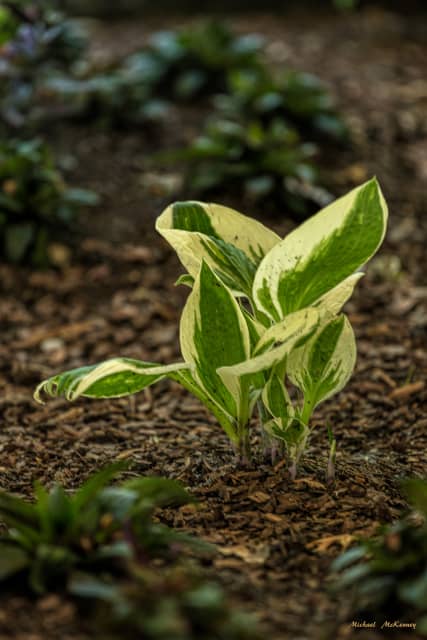 How To Plant And Grow Gorgeous Shade Loving Hosta Plants Dengarden