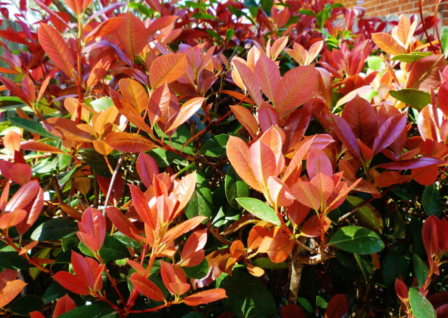 Is It a Good Idea to Use Red Tip Photinia Shrubs for Landscaping in Texas? Dengarden