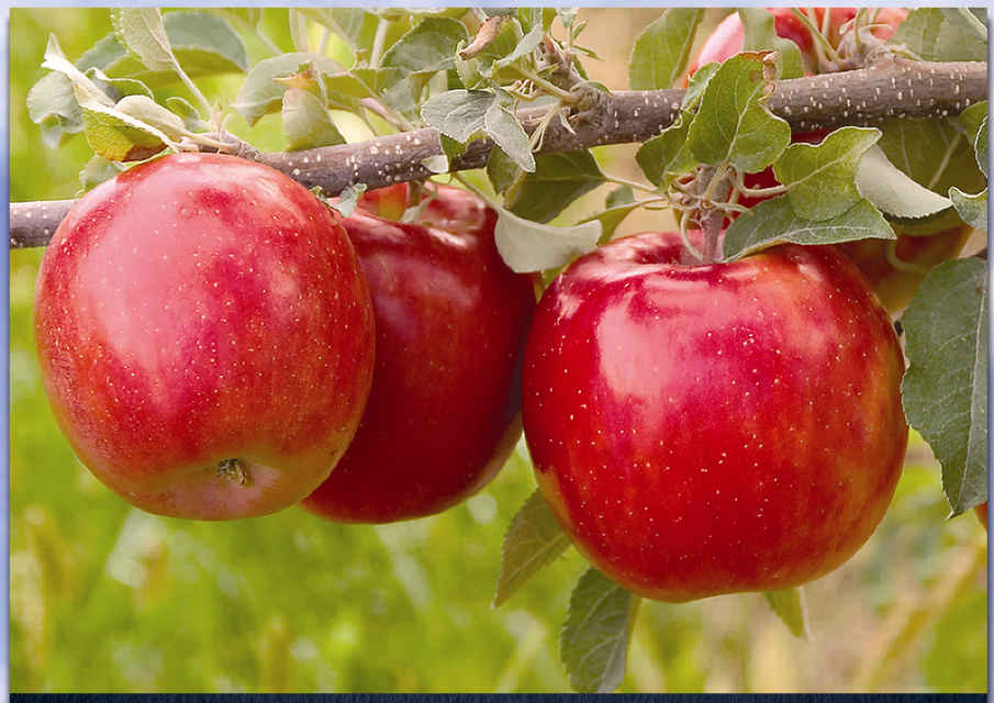 Plant a Fuji Apple Tree and Cultivate Your Own Delicous Fruit Dengarden