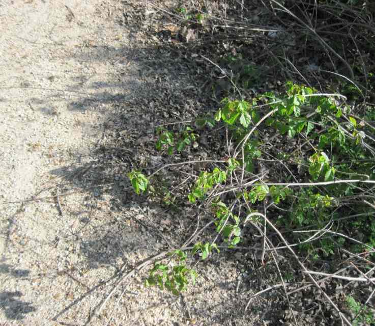 Oak vs. Poison Oak Can You Tell the Difference? (With Photos) SkyAboveUs
