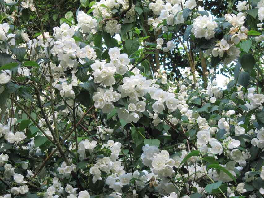 14 of the Best Fragrant Flowers to Grow for a SweetScented Garden