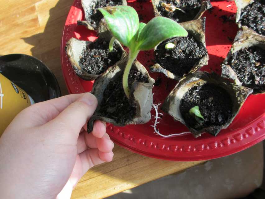 How to Start Seeds in Egg Cartons and Transplant Seedlings Dengarden