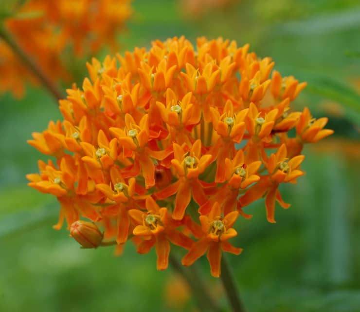 11 Best Native Midwest Flowers To Revive The Environment - Dengarden