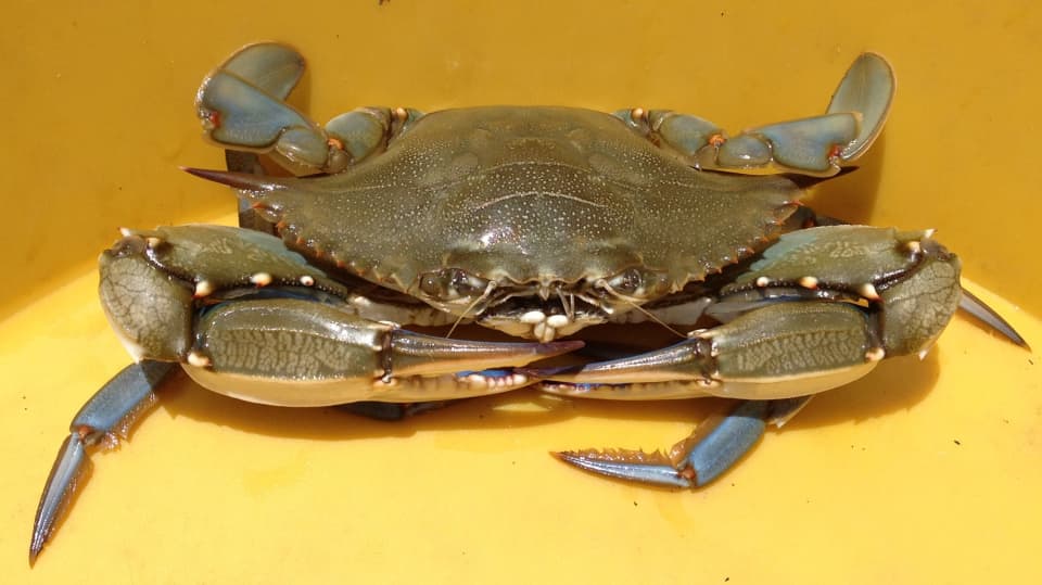 How to Catch, Clean, and Cook Blue Crabs - Delishably