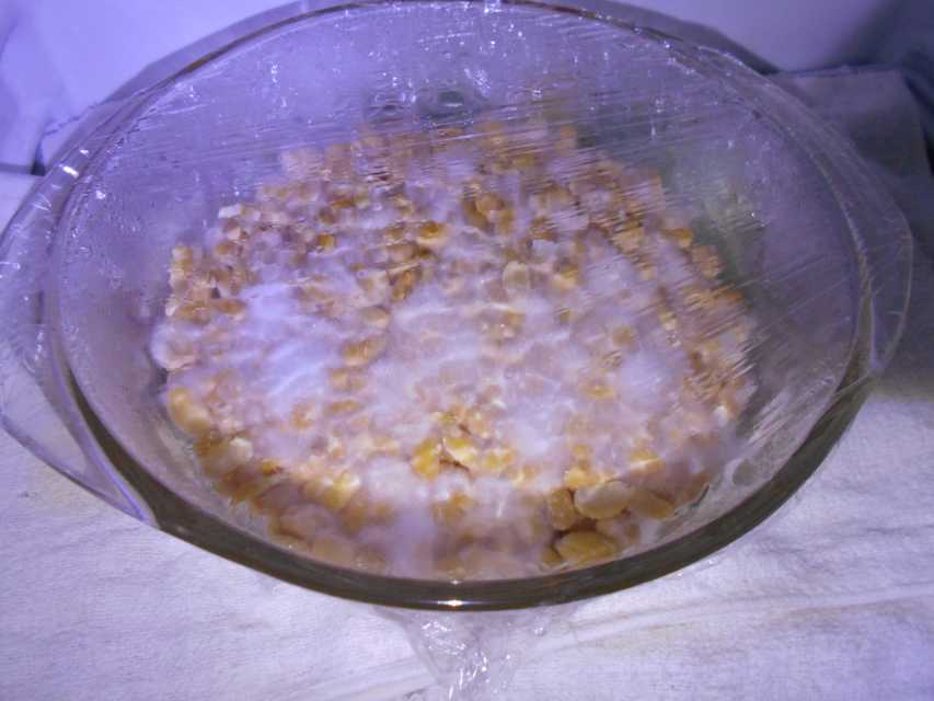 How to Make Your Own Tempeh Starter Delishably