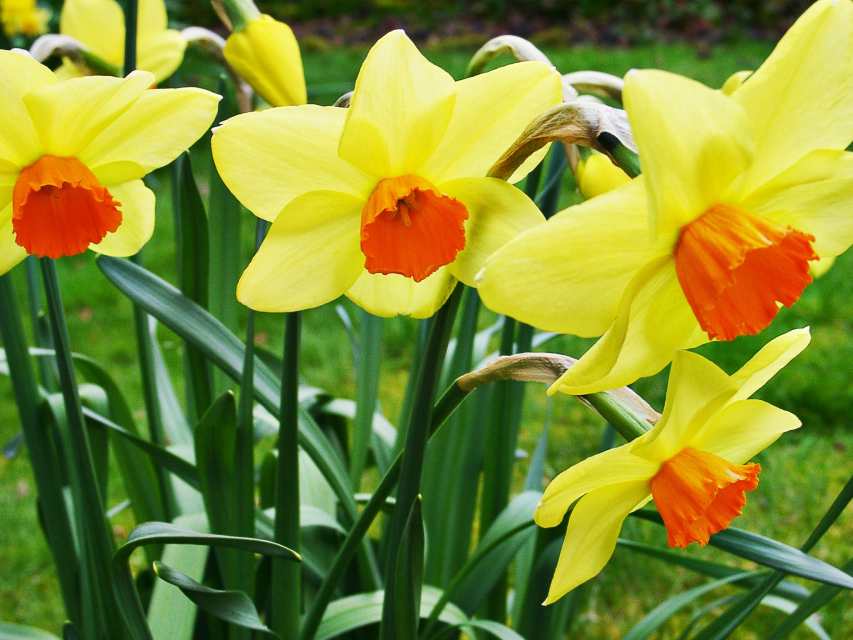 Beautiful Daffodils Facts, Toxicity, and a Symbol of Hope Owlcation