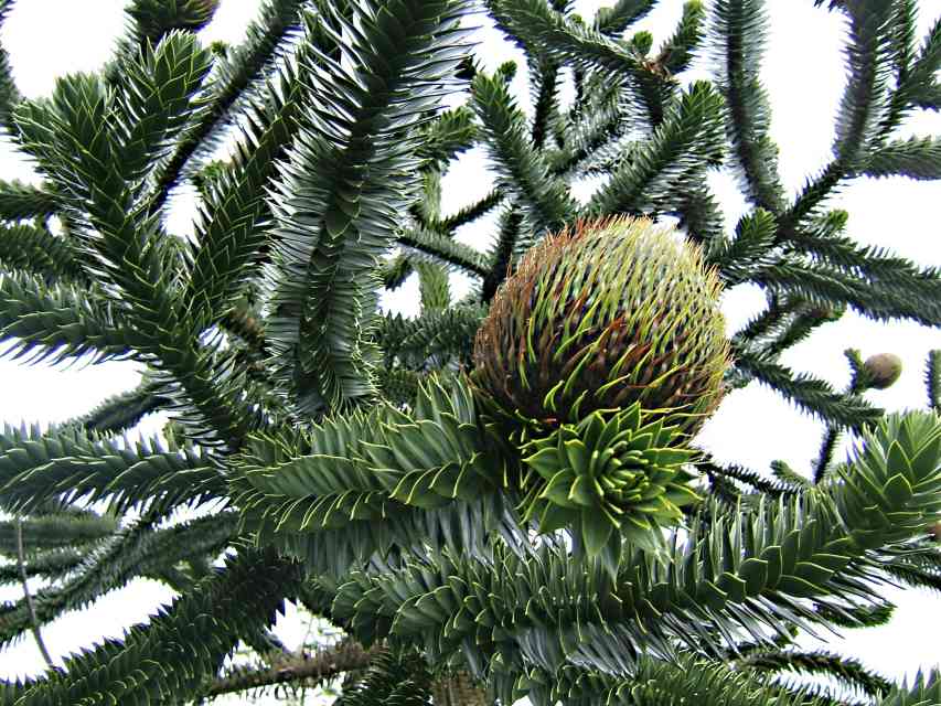 The Monkey Puzzle Tree An Unusual and Endangered Plant Owlcation