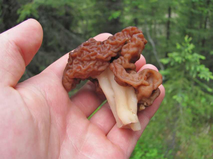 A Guide to Mushroom Hunting for Morels in Southern Oregon Owlcation