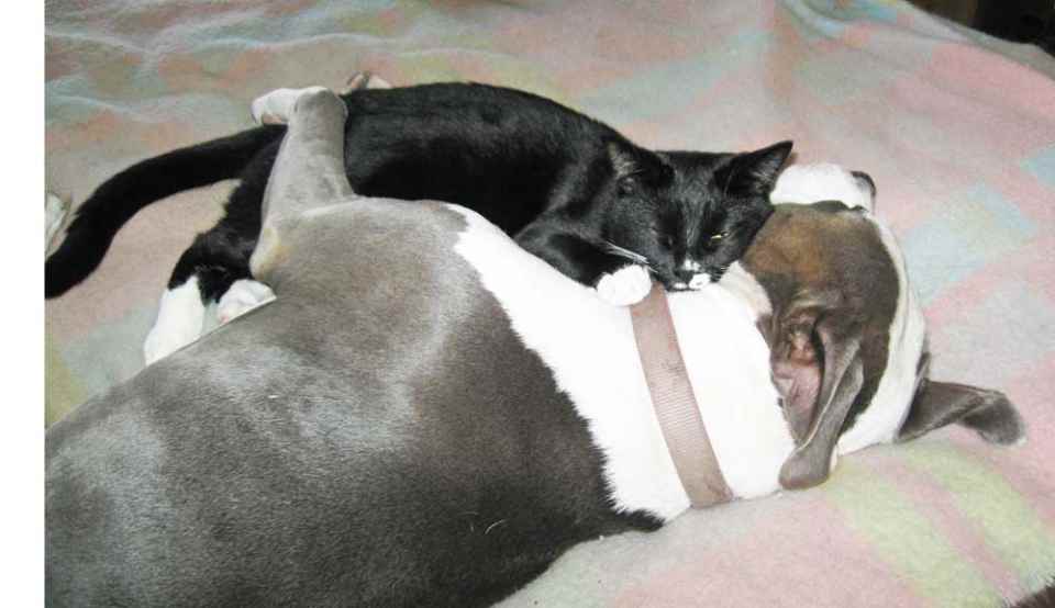 Are Pit Bulls Good With Cats? PetHelpful