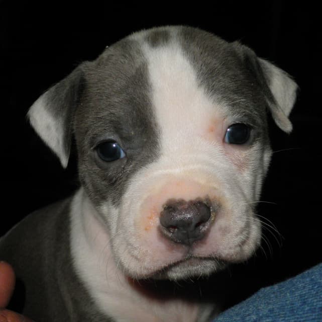 American Staffordshire Pit Bull Terrier Puppies - PetHelpful