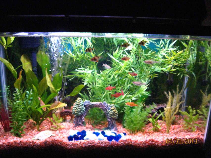 How to Start a Freshwater Tropical Aquarium - PetHelpful