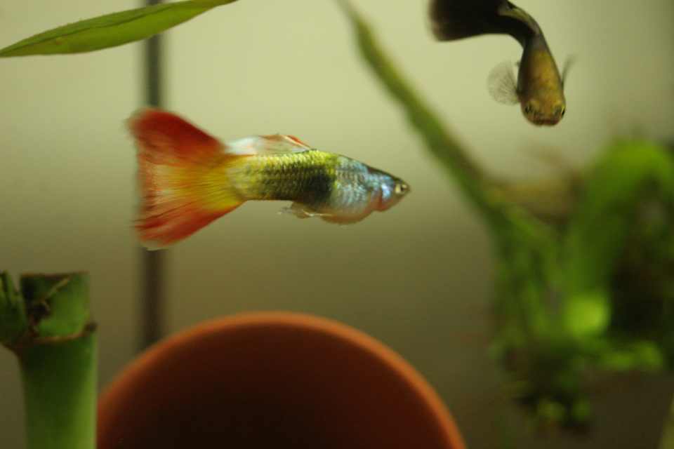 A Basic Guide to Caring for African Dwarf Frogs PetHelpful