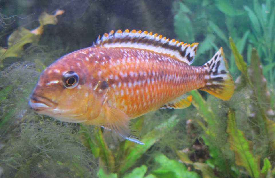 The Best Food for African (Lake Malawi) Cichlids PetHelpful